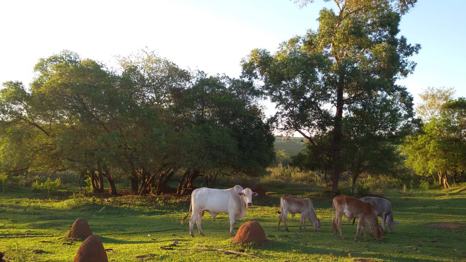 Fazenda à venda com 3 quartos, 1500m² - Foto 14