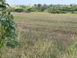 Área para Venda em Cesário Lange - 3