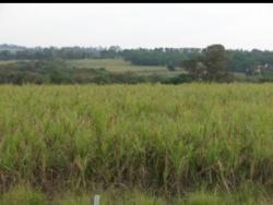 Área para Venda em Cesário Lange - 5